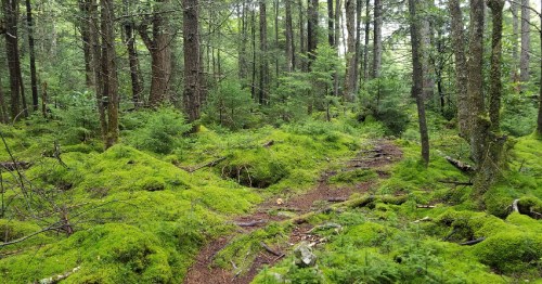A lush, green forest path covered in moss, surrounded by tall trees and dense foliage.