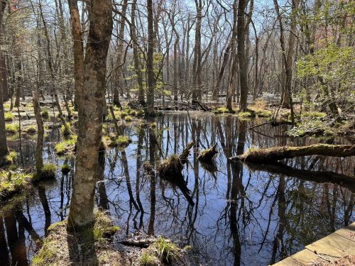 A serene wetland scene with bare trees reflecting in dark water, surrounded by patches of green grass.