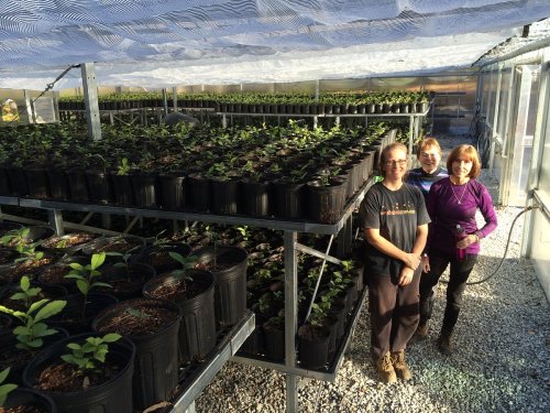 Three people stand in a greenhouse filled with rows of potted plants under a translucent roof.