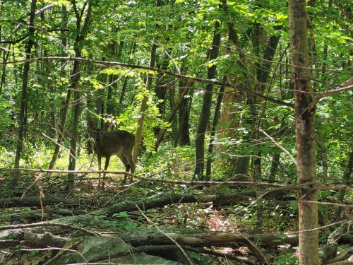 A deer stands among trees in a lush, green forest, surrounded by fallen branches and foliage.