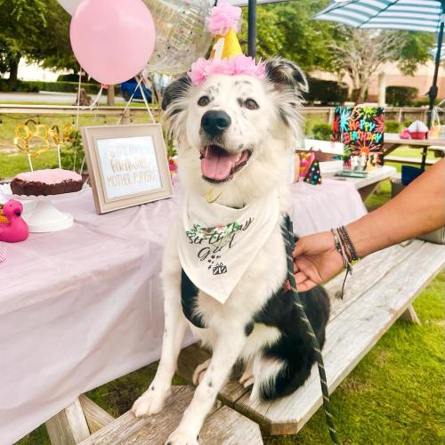 A happy dog wearing a party hat and a birthday bandana sits at a festive outdoor birthday party table.