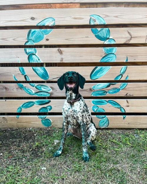 A happy dog sits in front of a wooden fence with painted teal wings, creating a whimsical, artistic backdrop.