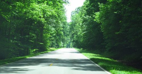 A serene, tree-lined road stretches into the distance, surrounded by lush green foliage on both sides.