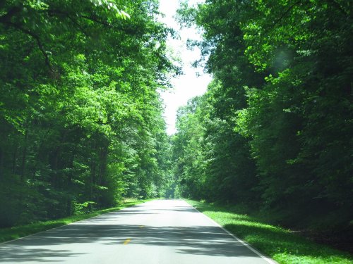A serene, tree-lined road stretches into the distance, surrounded by lush green foliage on both sides.