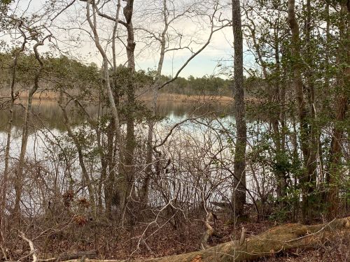 A serene landscape featuring a calm lake surrounded by bare trees and dense greenery.