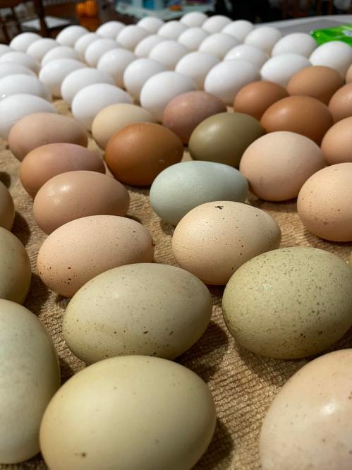 A variety of eggs in different colors and sizes arranged neatly on a table.