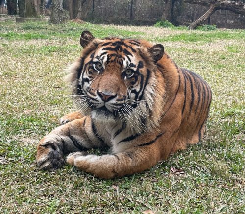 A close-up of a tiger resting on green grass, with striking orange and black stripes and a focused expression.