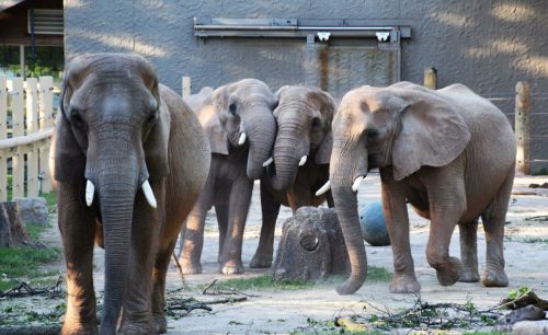 A group of four elephants walking together in a zoo enclosure, with a wooden fence in the background.