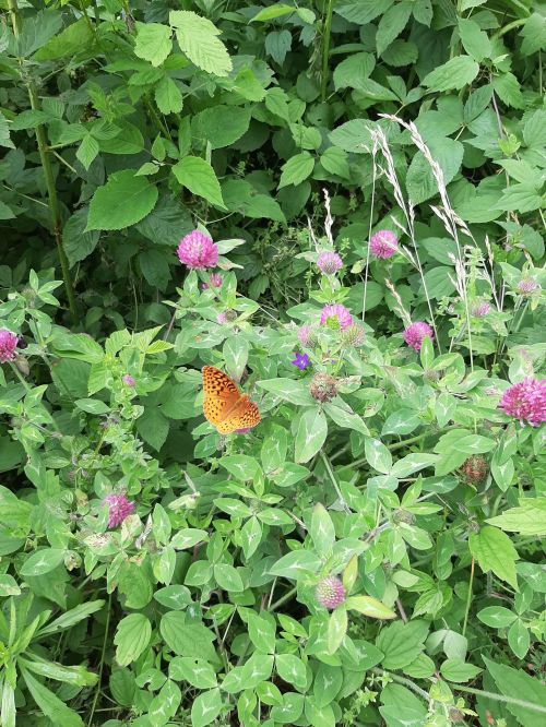 A vibrant orange butterfly rests on pink clover flowers amidst lush green foliage.
