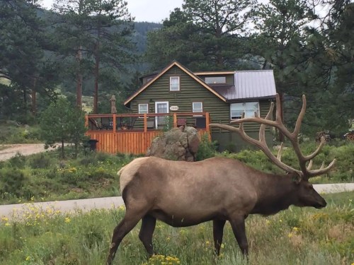 A large elk stands in front of a green house surrounded by trees and wildflowers.