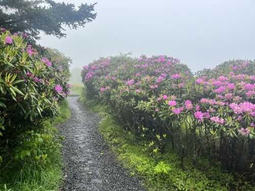 A misty path lined with vibrant pink rhododendron flowers on either side, surrounded by lush greenery.