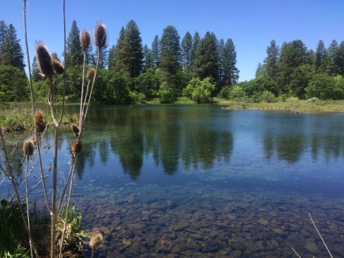 A serene pond surrounded by trees, with clear water reflecting the blue sky and nearby vegetation.