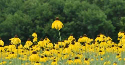 A field of vibrant yellow flowers with a green tree line in the background, creating a serene natural scene.