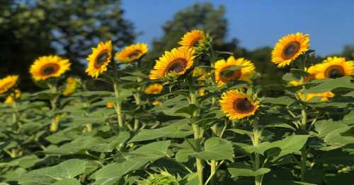 A field of vibrant sunflowers under a clear blue sky, surrounded by green foliage.