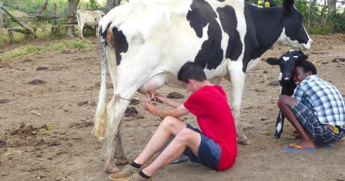 A young man milks a cow while another person sits nearby, with a calf in a farm setting.