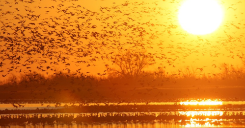 A stunning sunset with a flock of birds flying over a shimmering water surface, creating a serene atmosphere.