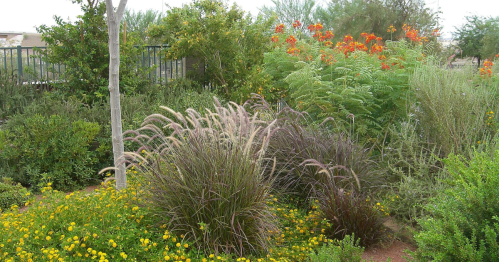 Lush garden with various plants, including colorful flowers and tall grasses, creating a vibrant natural landscape.