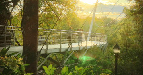 A scenic view of a suspension bridge surrounded by trees, with sunlight filtering through the leaves.