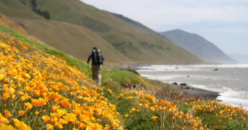 A hiker walks along a coastal path lined with vibrant orange flowers, with mountains and the ocean in the background.