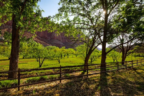 Lush green landscape with trees and a wooden fence, sunlight filtering through leaves in a serene outdoor setting.