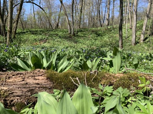 A lush forest scene with green foliage and blue flowers, featuring a moss-covered log in the foreground.