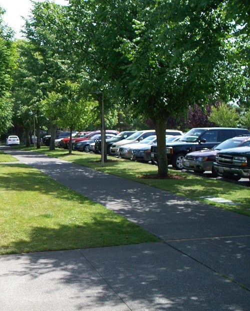 A tree-lined sidewalk next to a row of parked cars in a sunny, green area.