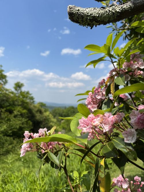 A close-up of pink flowers with green leaves, set against a bright blue sky and distant hills.