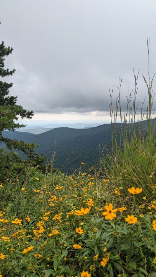 A scenic view of mountains under a cloudy sky, with vibrant yellow flowers in the foreground.