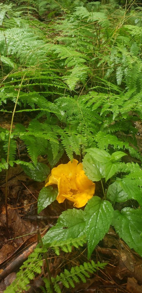 A vibrant yellow flower nestled among lush green ferns in a forest setting.