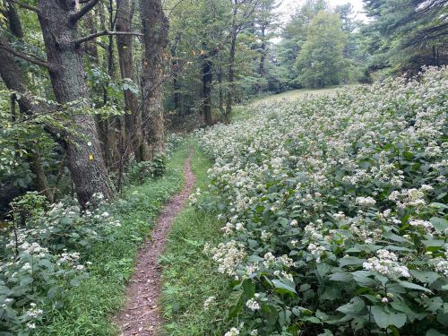 A narrow dirt path winds through a lush green forest, bordered by blooming white flowers and tall trees.