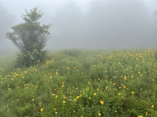 A misty field filled with yellow flowers and a solitary bush, creating a serene, foggy landscape.