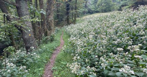 A narrow dirt path winds through a lush green forest, bordered by blooming white flowers on either side.