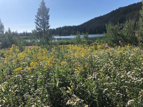 A vibrant field of wildflowers in bloom, with a serene lake and mountains in the background under a clear blue sky.