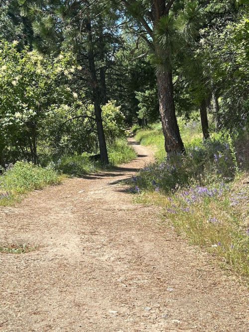 A winding dirt path through a lush green forest, bordered by wildflowers and tall trees under a clear blue sky.