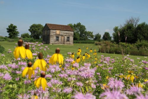 A rustic wooden cabin surrounded by vibrant yellow and purple wildflowers under a clear blue sky.