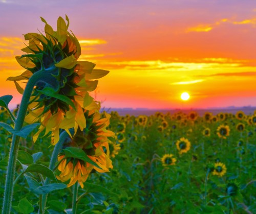 A vibrant sunset over a field of sunflowers, with bright yellow blooms in the foreground and a warm orange sky.