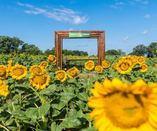 A wooden frame in a sunflower field, with bright sunflowers in the foreground and a blue sky above.