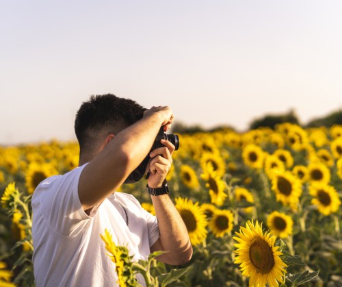 A person taking a photo in a field of sunflowers during golden hour.