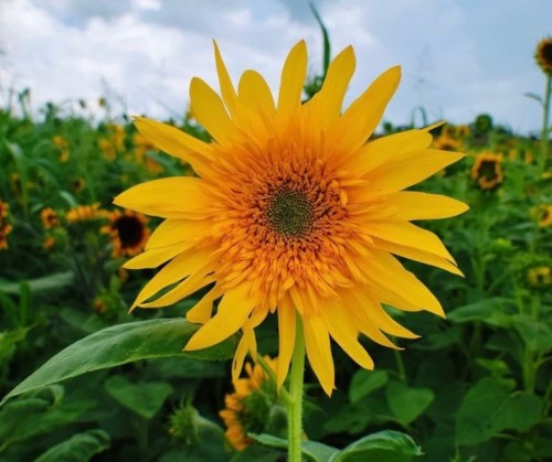 A vibrant yellow sunflower stands tall in a lush green field under a cloudy sky.