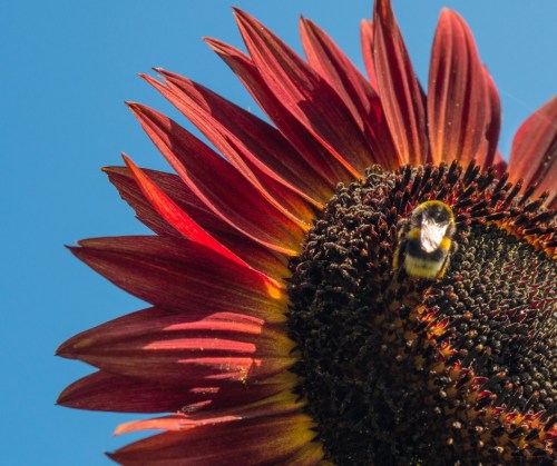 A close-up of a sunflower with vibrant red petals and a bee resting on its dark center against a clear blue sky.