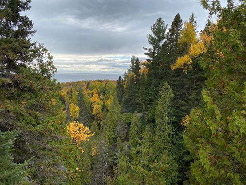 A scenic view of a forest with vibrant autumn foliage, featuring green pines and golden leaves under a cloudy sky.