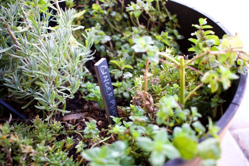 A close-up of a potted herb garden with various plants, including a labeled ginger mint plant.