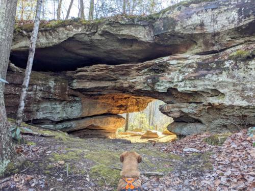 A dog sits in front of a large rock formation, looking out at a sunlit clearing in a forested area.