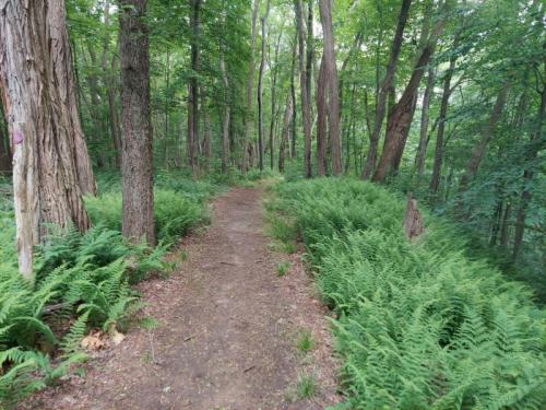 A winding dirt path through a lush green forest, surrounded by tall trees and ferns.