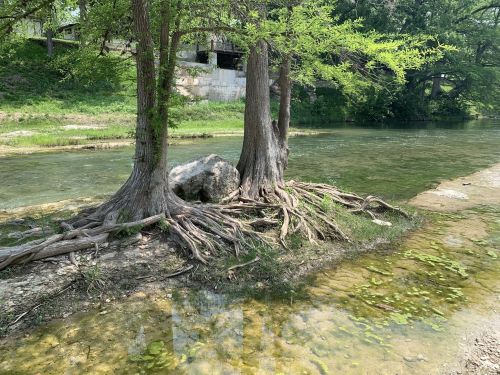 Two trees with exposed roots by a clear, shallow river, surrounded by green grass and rocky banks.