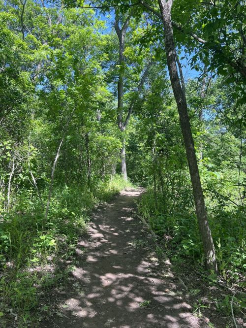 A narrow dirt path winds through a lush green forest with tall trees and bright blue sky visible above.