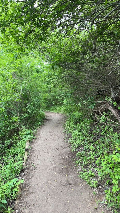 A narrow dirt path winding through lush green foliage and trees in a serene natural setting.