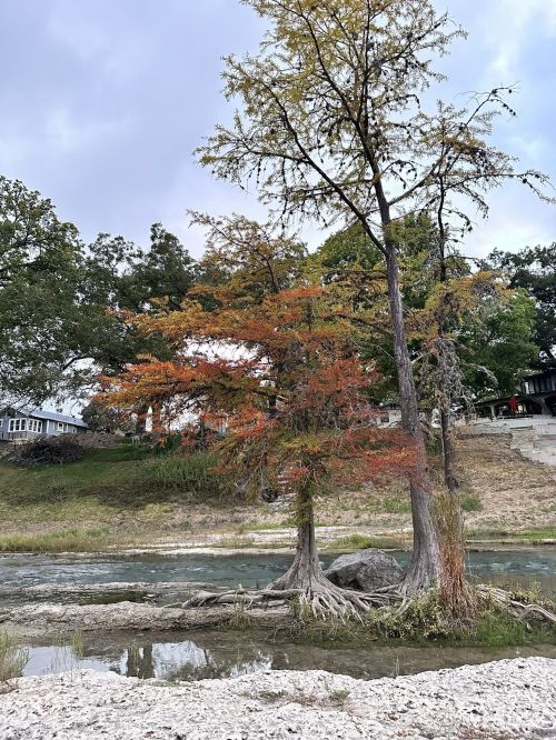 A serene riverside scene featuring two trees with autumn foliage, surrounded by grassy banks and a cloudy sky.
