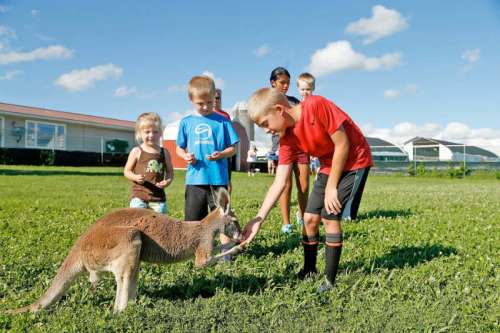 Children interacting with a kangaroo in a grassy field on a sunny day.