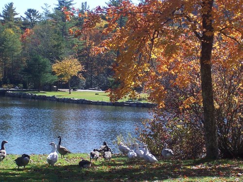 A serene lakeside scene with geese and ducks near colorful autumn trees reflecting in the water.